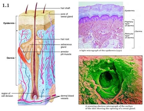 Mini Handbooks: Dermis & Hypodermis