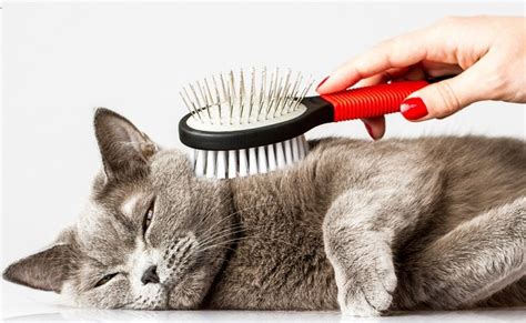 How to Brush a Cat that Hates It