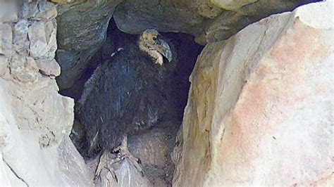 Bird Cams FAQ: California Condor Nest | All About Birds All About Birds