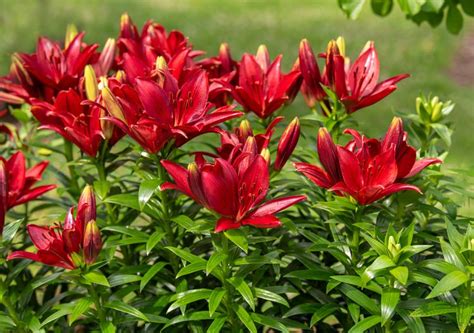 How to Grow and Care for Asiatic Lily