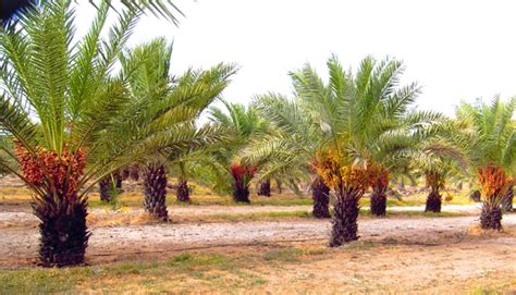 Date Palm farming in Rajasthan - RajRAS | RAS Exam Preparation