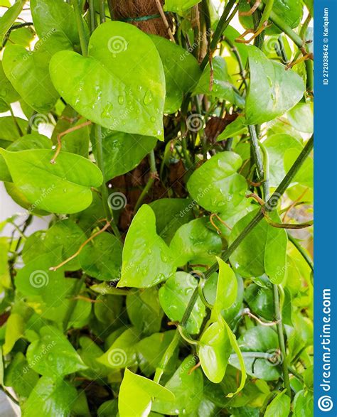 Binahong or Anredera Cordifolia is Herbal Plant. in English is Madeira Vine Leaf Stock Photo ...