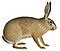 Leporidae - Wikipedia