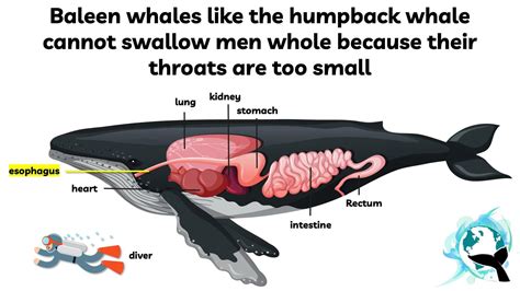 Inside A Whale Mouth