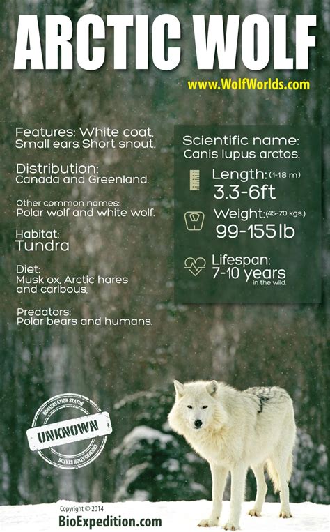 Arctic Wolf Infographic | Wolf Facts and Information