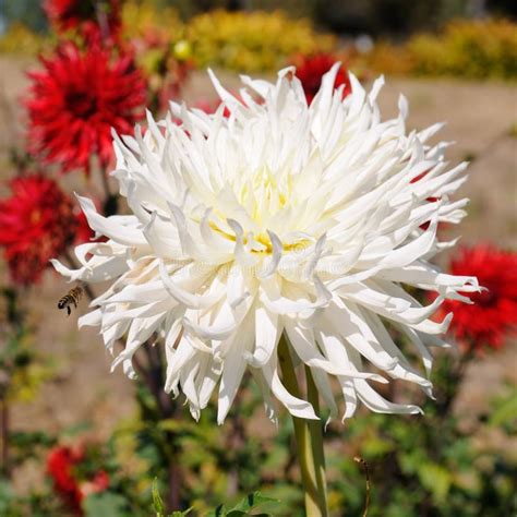 White Dahlia Flower in Beautiful Garden Stock Image - Image of color, bright: 236611819