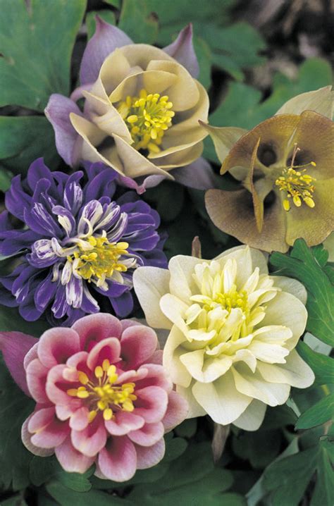 Columbine Seeds - 22 Columbines - Perennial Flower Seeds