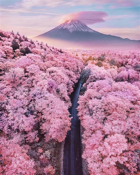 Mt. Fuji during the Cherry Blossom season : r/pics