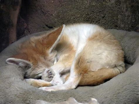 A Fennec Fox Sleeping In A Cozy Little Bed Photograph by Jessica Foster