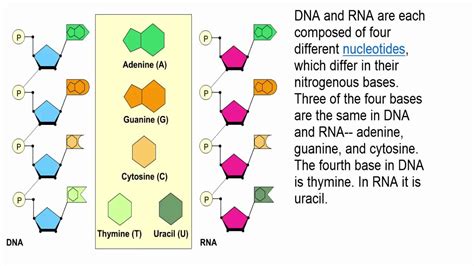 Structure Of Dna And Rna Ppt