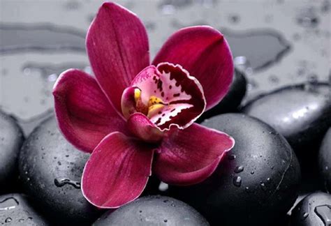 Orchid - Flowers Photo (33162311) - Fanpop