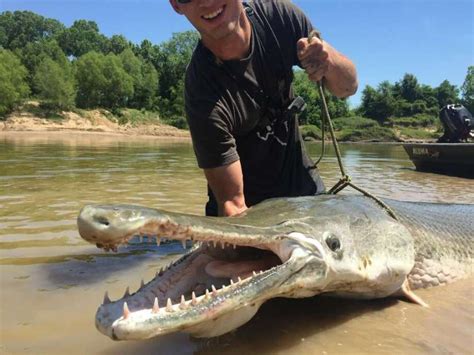 Gar Fish teeth - Spotted | Alligator | Longnose | Florida - SeaFish