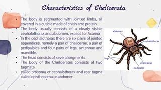 Subphylum Chelicerata Examples