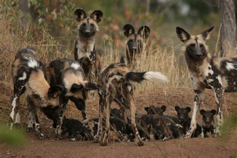 Conserving the Endangered African Wild Dogs of Zimbabwe | Southern Fried Science