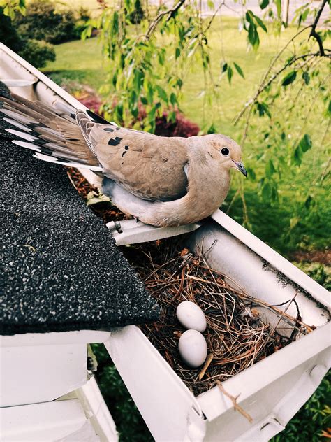 a mourning dove made a nest in my gutter. : r/mildlyinteresting