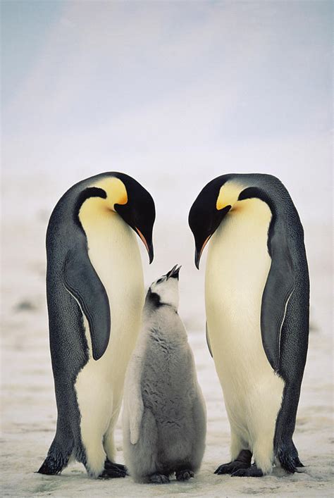 Emperor Penguin Family Photograph by Konrad Wothe