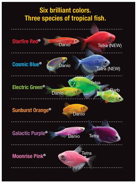 glo fish tank - Google Search | Glow fish, Glofish, Tropical fish tanks