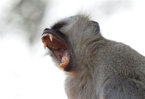 Monkey Teeth Stock Images - Download 2,015 Royalty Free Photos