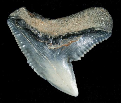 Blueish Fossil Galeocerdo Tooth (Tiger Shark) For Sale (#5154) - FossilEra.com