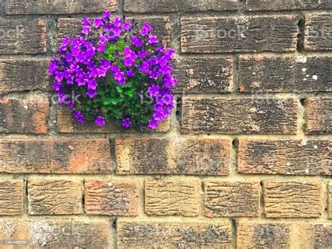 Purple Cupshaped Wall Bellflowers With Green Leaves Blooming On A Brick Wall With Space For Text ...