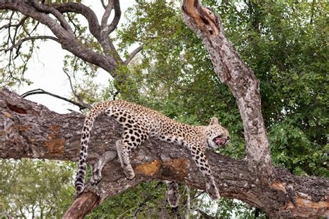 Premium Photo | Leopard sleeping in tree