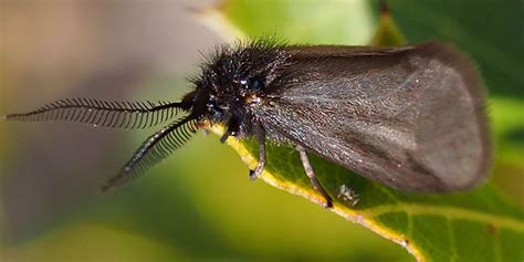 Seven of the world's weirdest moths | Natural History Museum