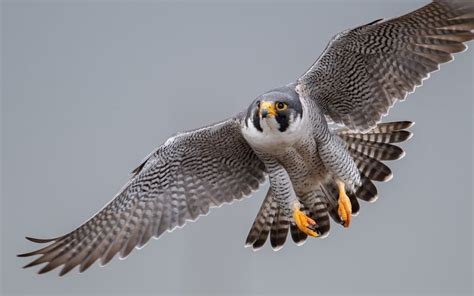 Peregrine Falcon Pictures - AZ Animals