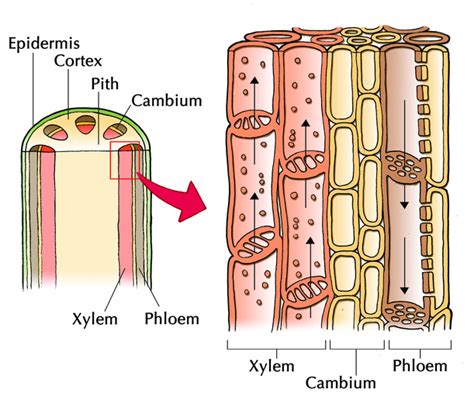 Phloem Cell Structure