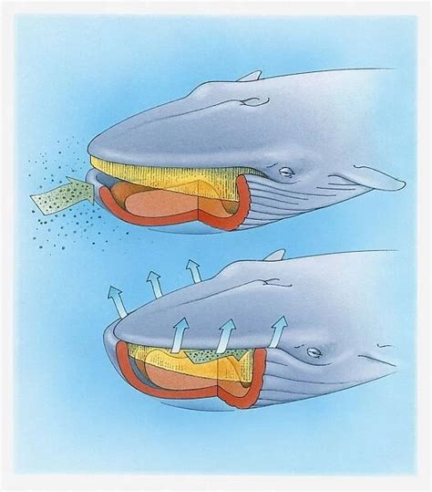 Diagram showing how baleen whale eats plankton and krill