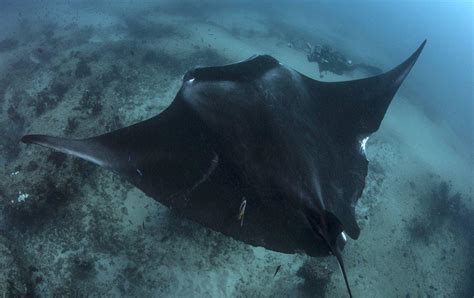 New study confirms a world-first international migration of reef manta rays - Mozambique