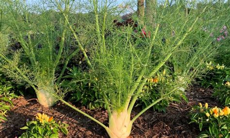 Fennel companion plants and what should you avoid