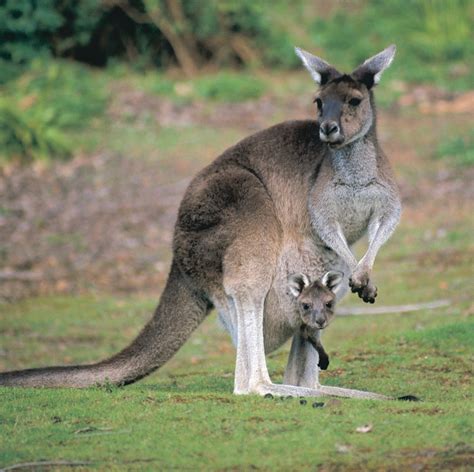 National Geographic Australian Animals - Photos All Recommendation