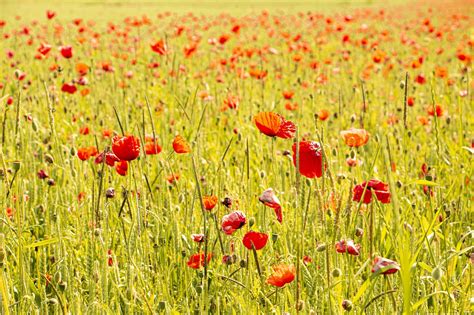 Poppy Flower Field Corn - Free photo on Pixabay - Pixabay