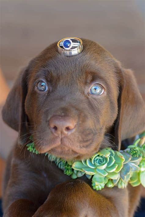 350 Best Chocolate Lab Names In The World- Remarkable