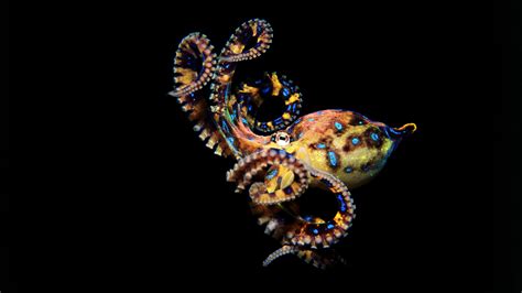 Animal Guide: Blue-Ringed Octopus | Nature | PBS