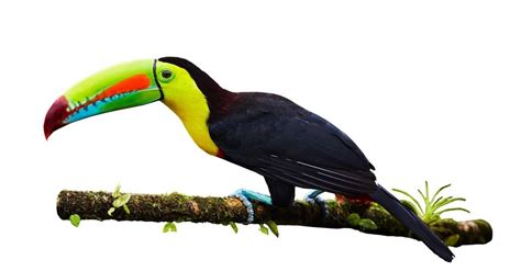 Keel-Billed Toucan Bird Facts | Ramphastos sulfuratus | AZ Animals