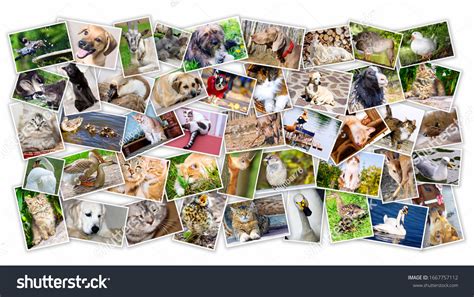 Collage Photos Pets Birds Stock Photo 1667757112 | Shutterstock