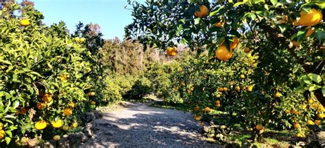 Tangerine Orange Farm in Jeju Island Stock Image - Image of citrus, green: 183978805