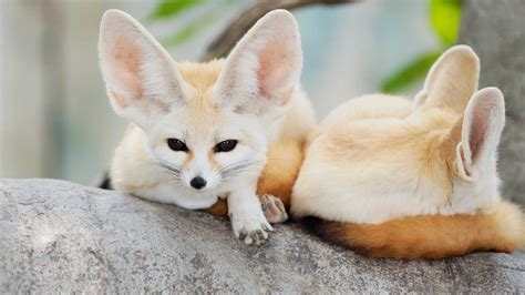 3 Pros and Cons of owning a Pet Fennec Fox - Miles with Pets