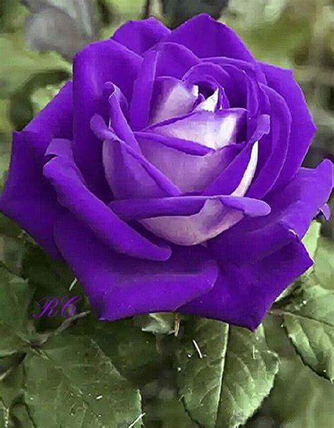 Top 10 Most Beautiful Purple Roses