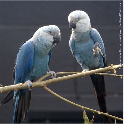 Spix's Macaw - SAFE Worldwide