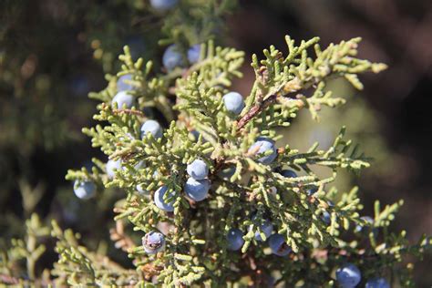 Juniper | Description, Facts, & Major Species | Britannica