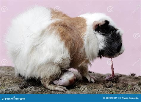 An Adult Female Guinea Pig is Giving Birth To a Baby with Great Struggle. Stock Image - Image of ...