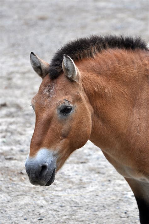 File:Portrait of Przewalski's Horse.jpg