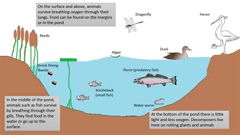 Freshwater Pond Food Web | vlr.eng.br