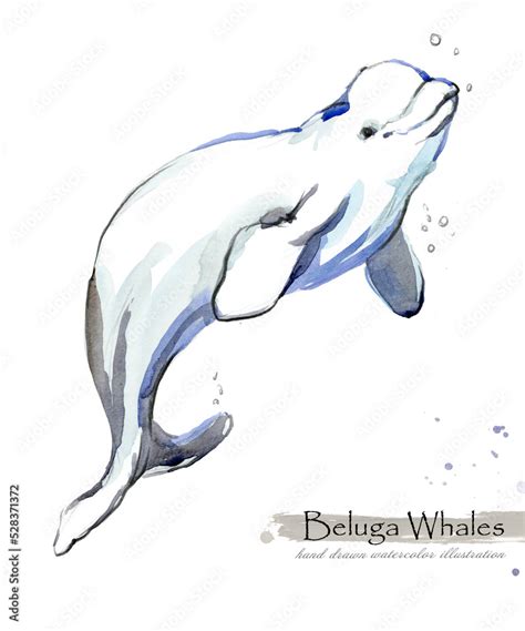 Beluga Whale isolated on white watercolor illustration Stock ...