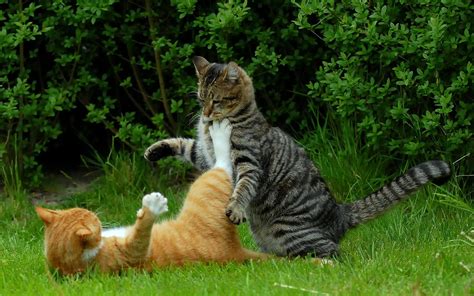 HD Cat Fight HD Desktop Wallpaper | Download Free - 145184