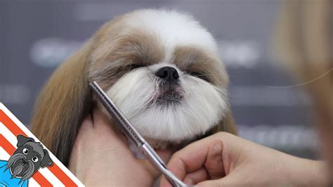 A beautiful haircuts shih tzu – How to groom shih tzu? – HousePetsCare.com