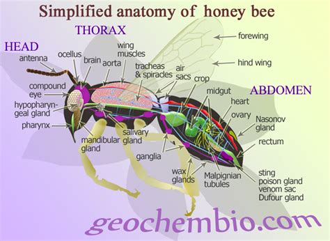 Anatomy of a Honey Bee