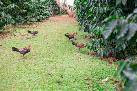 Touring The Green World Coffee Farm on Oahu | The Golden Hour Adventurer